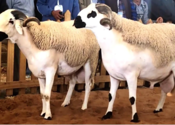 أضحية العيد : كيف تتأكد من صحتها وجودتها؟