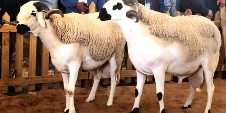 أضحية العيد : كيف تتأكد من صحتها وجودتها؟