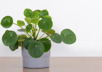 ست نبــاتات منزلية طــاردة للحشـرات في فصل الصيف