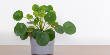 ست نبــاتات منزلية طــاردة للحشـرات في فصل الصيف