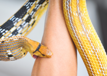 Les Premiers Réflexes en Cas de Morsure de Serpent