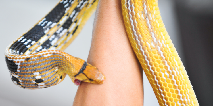 Les Premiers Réflexes en Cas de Morsure de Serpent