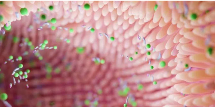 Des nuits agitées ? Votre flore intestinale pourrait en être la cause !