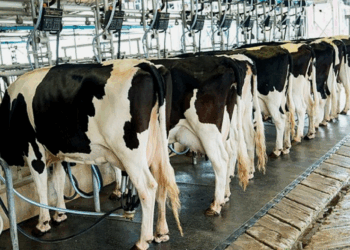 Le lait, une menace pour les Marocains ? L’ONSSA clarifie