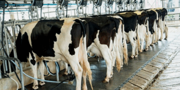 Le lait, une menace pour les Marocains ? L’ONSSA clarifie